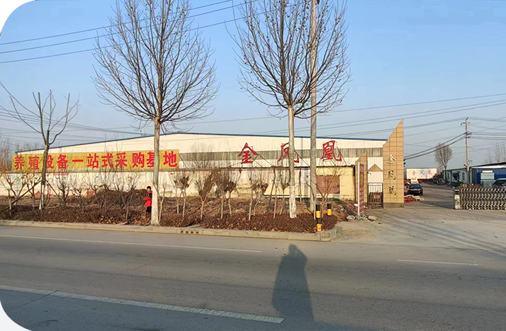 關(guān)于金鳳凰 關(guān)于金鳳凰